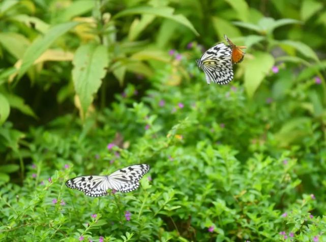 腾讯内容开放平台