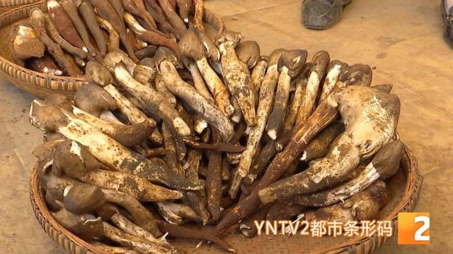 雞樅菌降價啦200多塊一公斤美味菌餐可以安排上啦