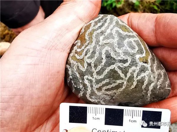 一带地层中产的链珊瑚,海百合,角石,笔石及腕足等古生物化石十分丰富