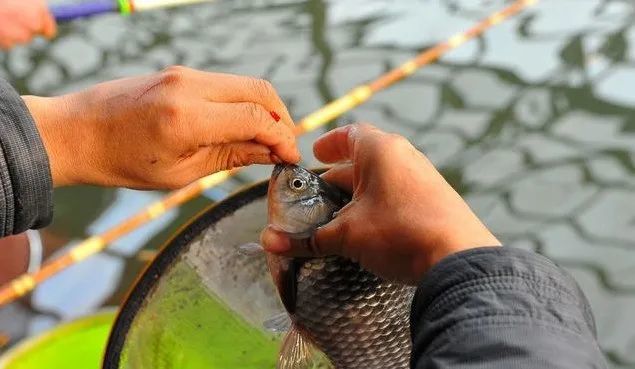 【釣魚技巧】夏季野釣找底技巧,新手必學