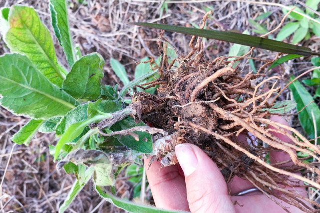 俗称"地胆草",叶子无人吃根煲汤有奇效,6月正当季别错过