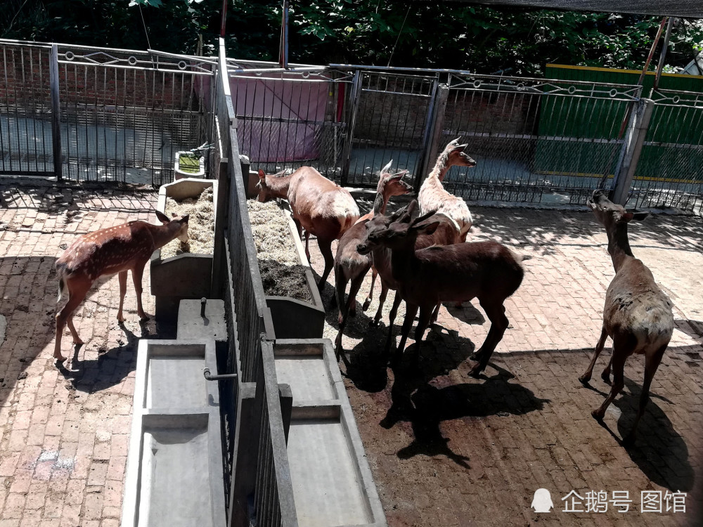 南陽人民公園很漂亮,動物園卻很一般,門票才幾塊錢,值得去看嗎