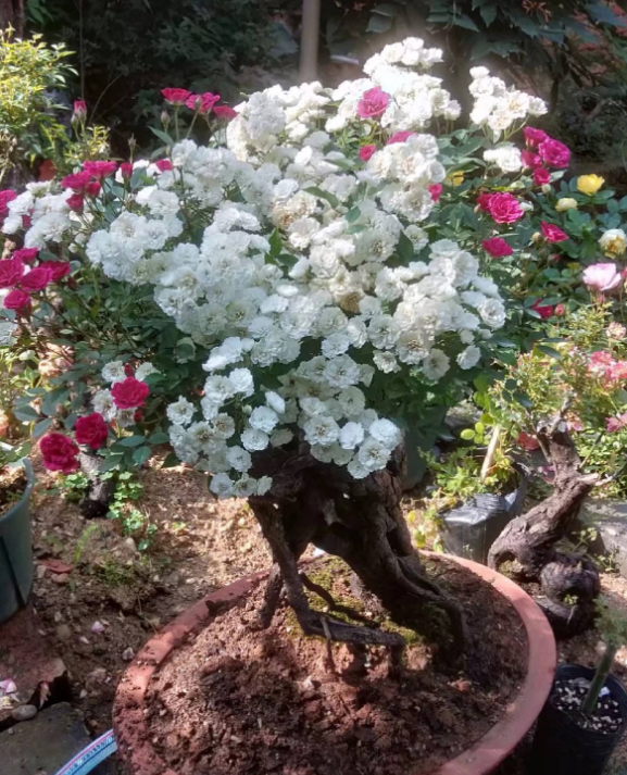 蔷薇嫁接的树月和老桩盆景