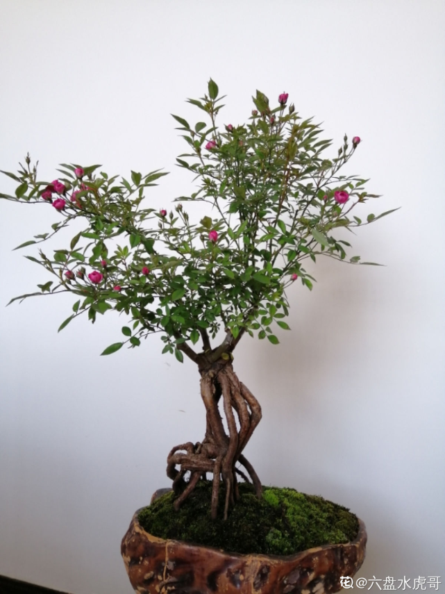 山上挖一棵野蔷薇,回家绑上月季枝,立马变成高价老桩!