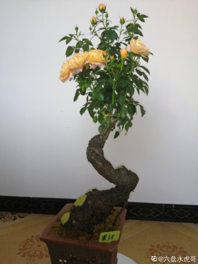 杆的蔷薇嫁接了不少棒棒糖月季(如下图),月季变成大高个子,开成大花团