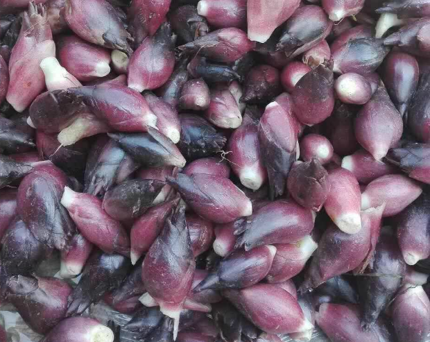 5种耐阴蔬菜,光不好也能种,10天就能收一茬!