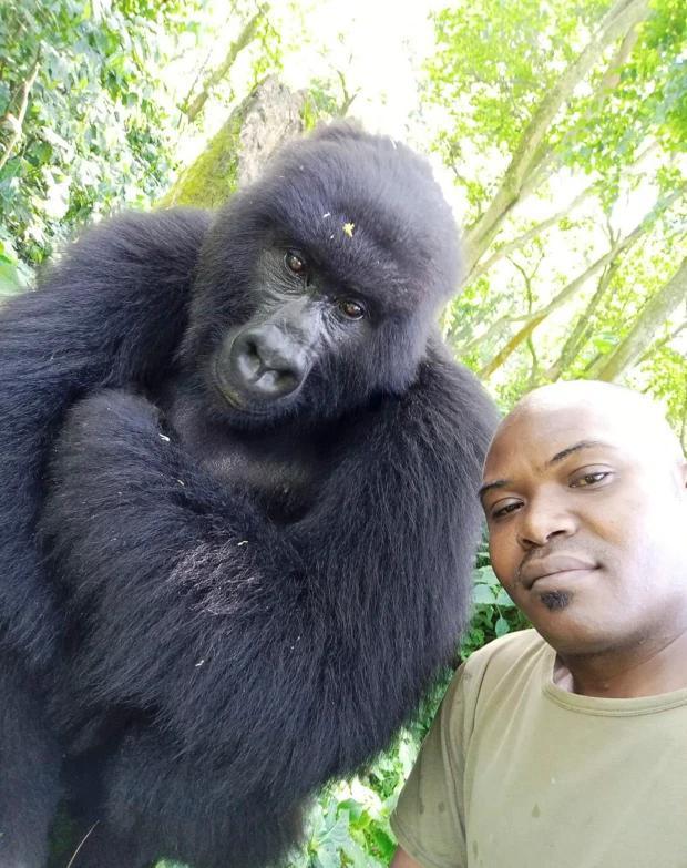 刚果男子十多年来悉心照料一群大猩猩,每天和它们玩自拍走红网络