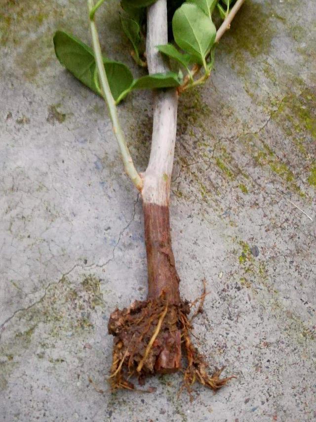 新买的三角梅总是养不活原来是因为好心多做了一步别再犯错了