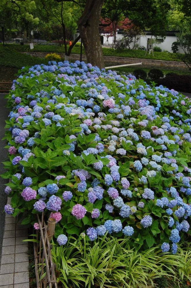 绣球花进入盛花期,闸北公园的马卡龙色系花海如梦似幻