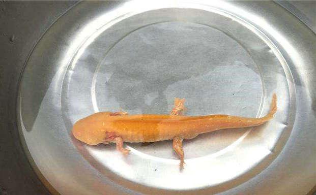 江苏男子大河垂钓,钓起"金色四脚鱼",网友:小恐龙