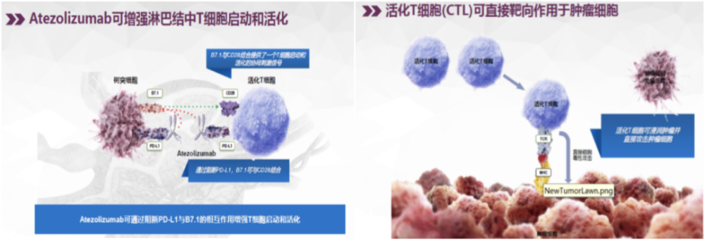 对话杨拴盈教授 聊聊肺癌免疫治疗 免疫联合化疗与四药联合 腾讯新闻