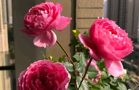 新手养花就养一盆 铃之妖精 花大色艳 香味浓郁 适合盆栽养 腾讯新闻