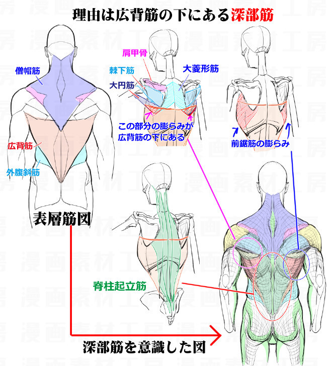 艺学绘素材库之角色人体背部肌肉结构参考图