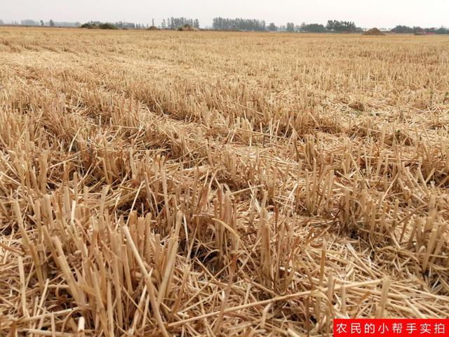 小麦秸秆还田地块种玉米,先浇水后播种好?还是先播种后浇水好?_腾讯新