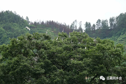 "到了民乐,沿云庄山谷缓缓而下,至观文水库的上游,很远就看到那颗高大