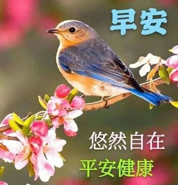 周末早上好暖心祝福问候表情带字 很美的早晨鲜花图片