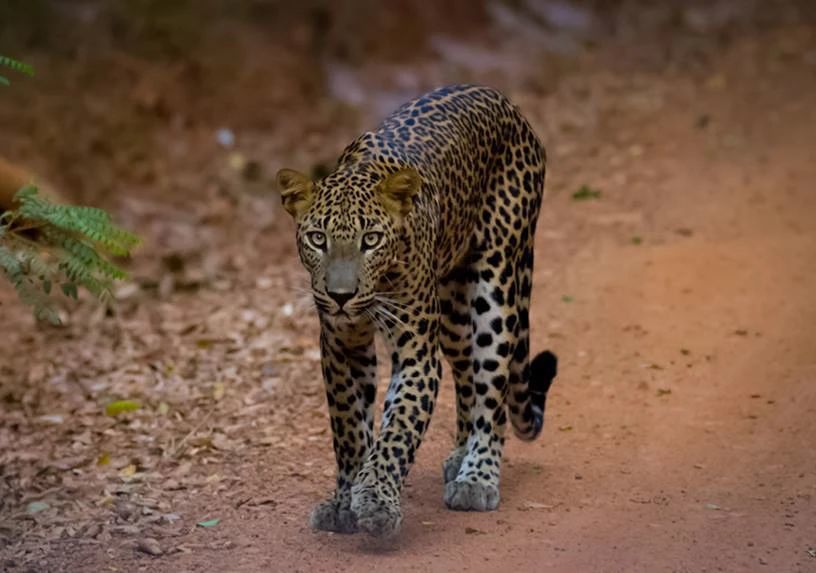 一周之内第二只!又一只斯里兰卡豹被陷阱困死,第一只是黑豹
