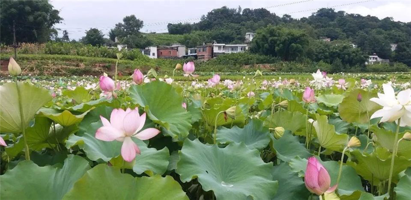 【方誌四川旅遊】珙縣羅渡苗族鄉積極打造