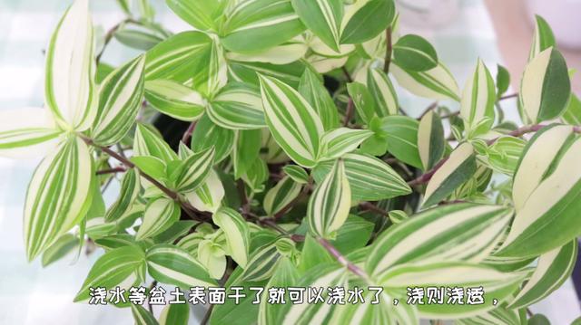 家里光照不好还想养花试试青叶吊竹梅外观好看养护简单