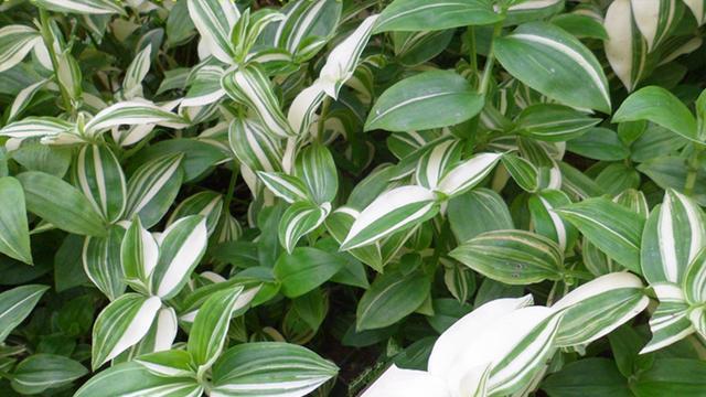 家里光照不好还想养花试试青叶吊竹梅外观好看养护简单