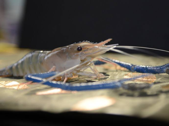 单只重1斤,1次产卵数千粒,比小龙虾味美,越南虾王会泛滥成灾吗