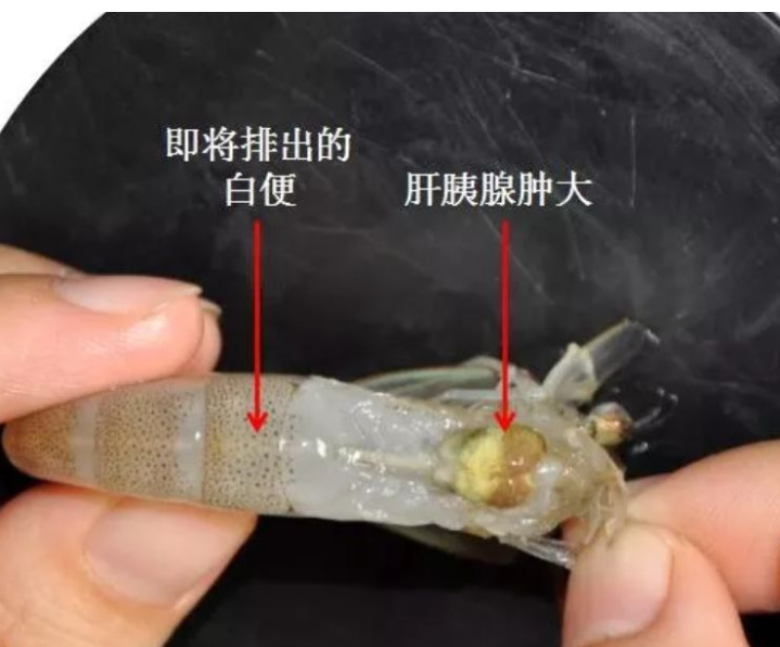 夏季又到了南美白对虾白便高发期,做好防控不再怕!