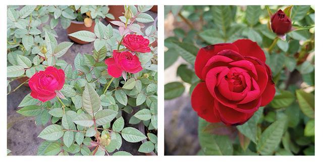 玫瑰和月季的区别 究竟是怎么回事儿 蔷薇科 蔷薇属 玫瑰 月季花