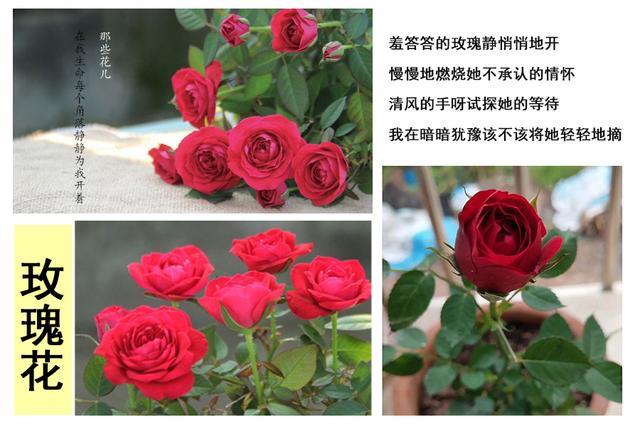 玫瑰和月季的区别 究竟是怎么回事儿 蔷薇科 蔷薇属 玫瑰 月季花