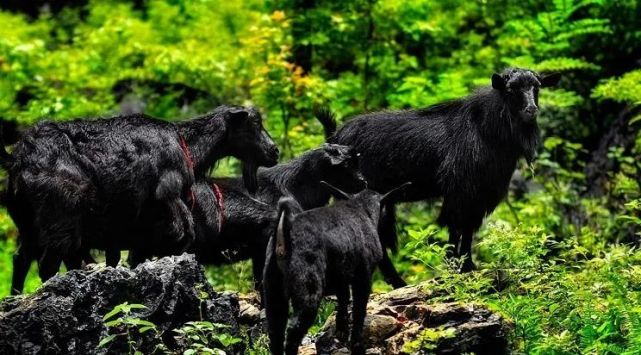 马山黑山羊亮相央视整点报时