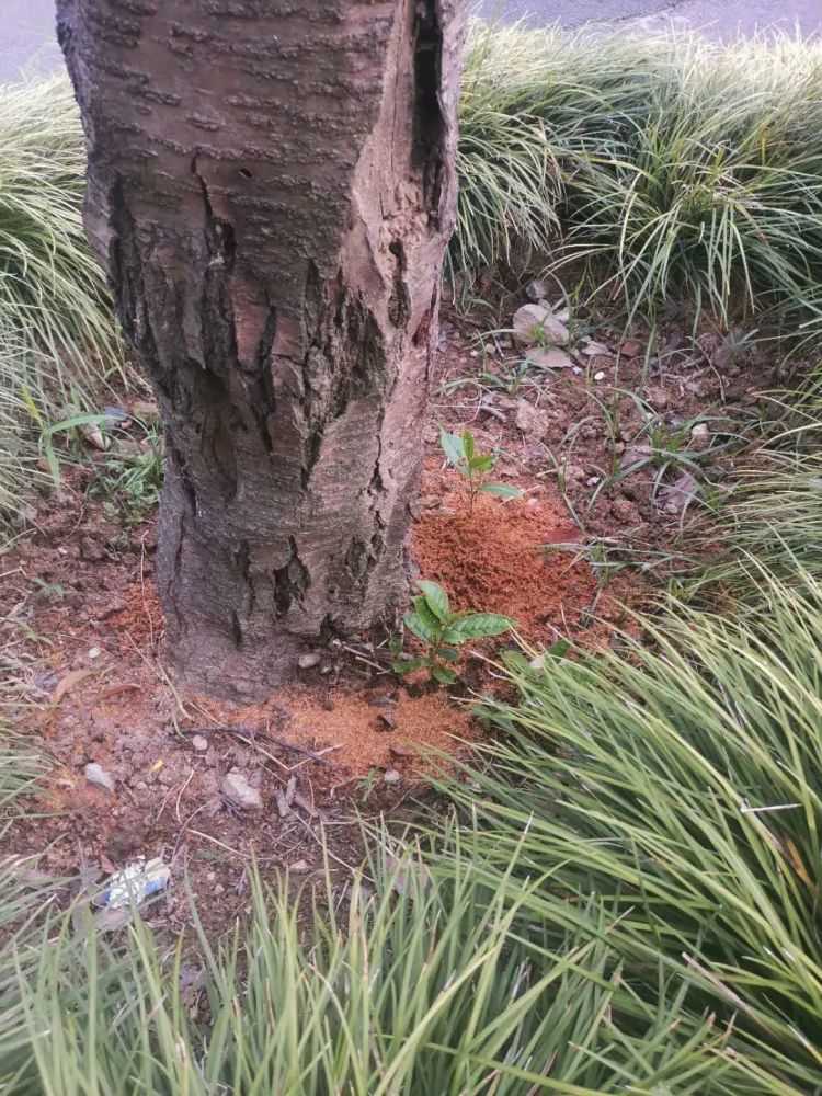 行风追踪大片樱花树遭蛀虫啃食树皮脱落树干千疮百孔