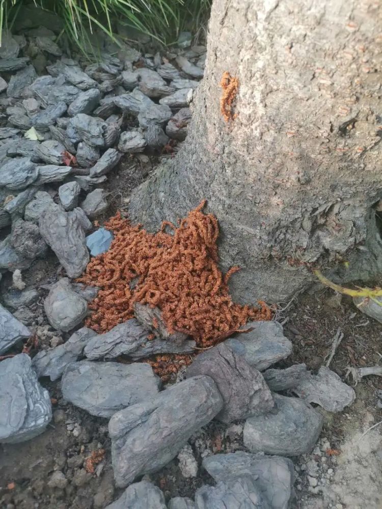 行风追踪大片樱花树遭蛀虫啃食树皮脱落树干千疮百孔