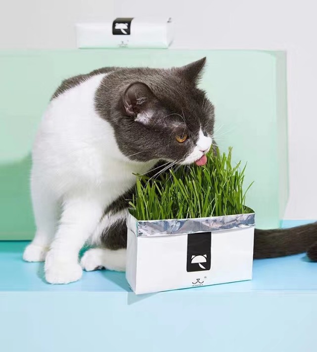 猫咪吃草的好处 猫咪 猫草 吐毛球