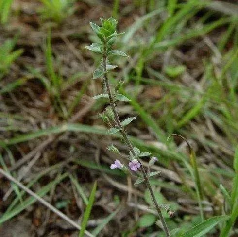 民间草药:姜味草