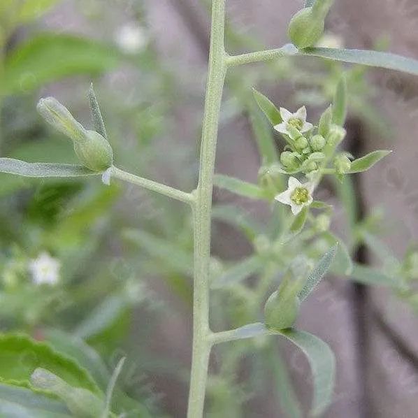九仙草,别名九龙草,珍珠草,撒花一颗针等, 为檀香科百蕊草属植物 长叶