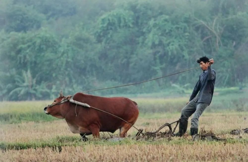 耕牛和磨盘山里人