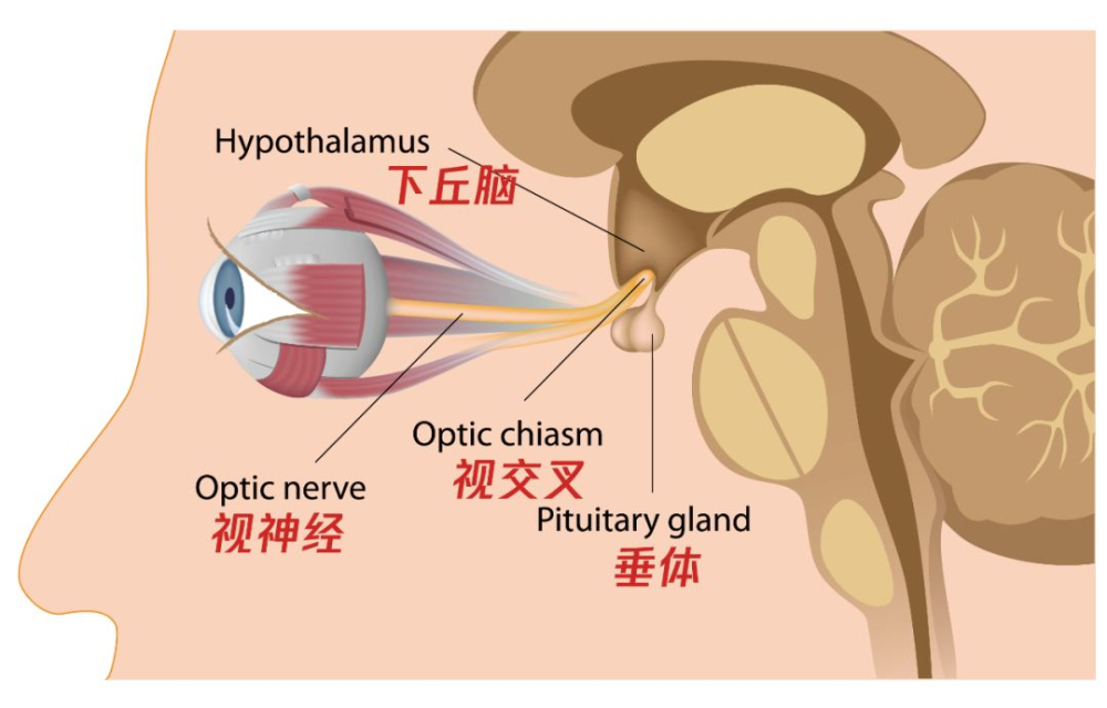 神经就像是一张系统的大网,遍布在机体各个角落,起着不同的作用.