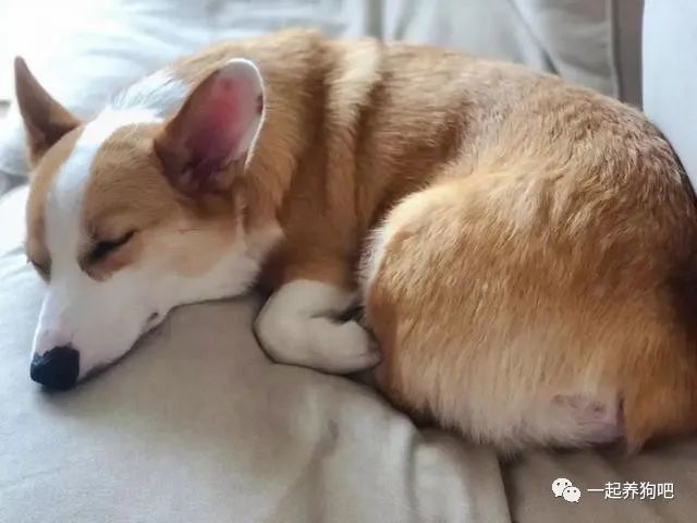 喜欢蜷缩起来睡觉的柯基犬,性格比较随和温柔,但是容易缺乏安全感.