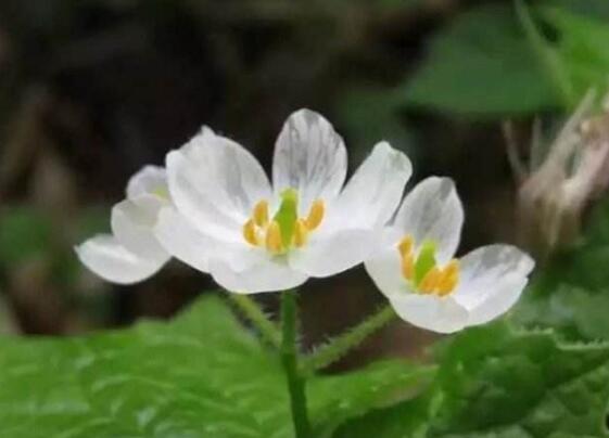 日本有种奇特的花 淋雨变透明 极少人能看到 腾讯新闻