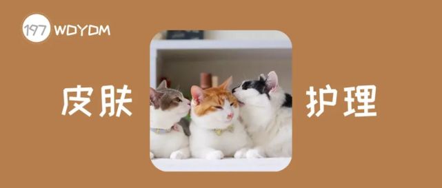 常见的猫咪皮肤病有哪些 如何治疗和预防猫癣和猫咪黑下巴 驱虫 猫咪 黑下巴 猫癣 寄生虫 剃毛 种马尾