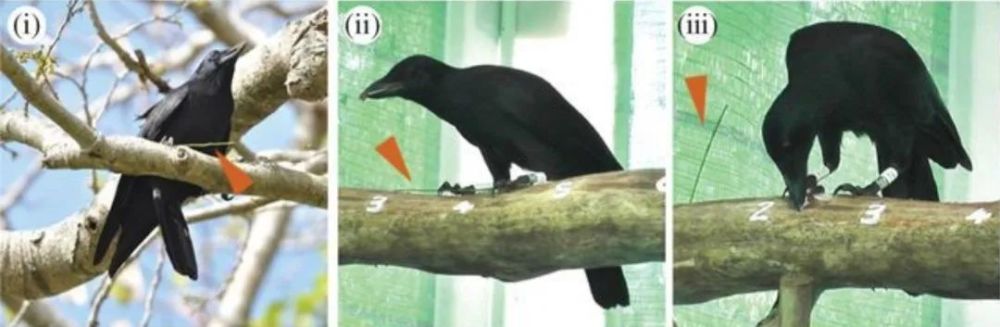 乌鸦|聪明的乌鸦不仅能喝到水，还会密室逃脱？