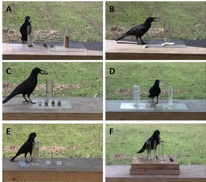 乌鸦|聪明的乌鸦不仅能喝到水，还会密室逃脱？