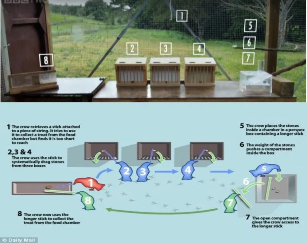 乌鸦|聪明的乌鸦不仅能喝到水，还会密室逃脱？