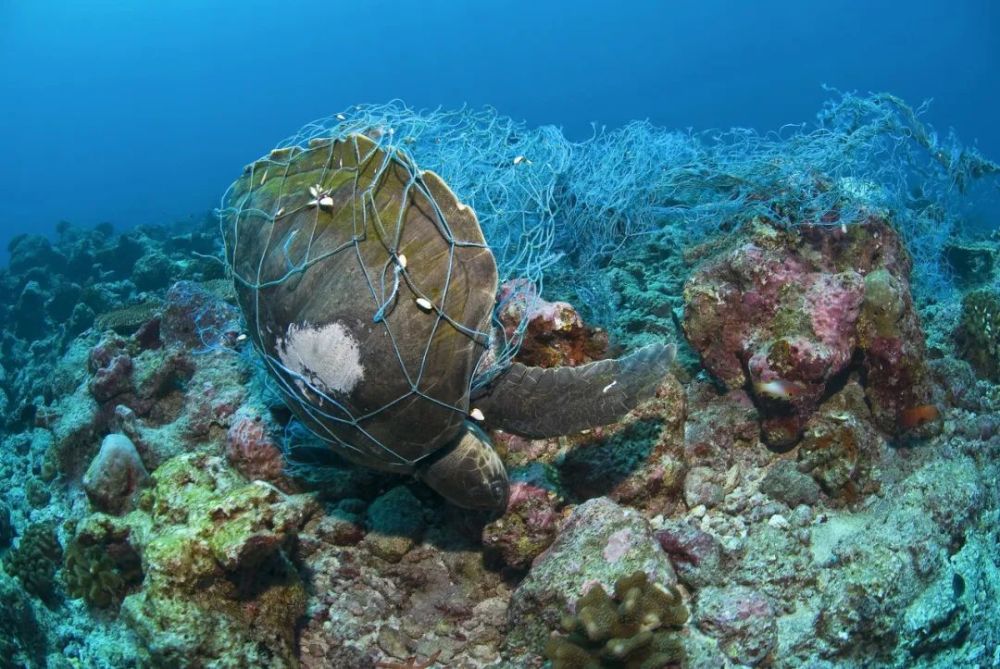 海洋生物被垃圾缠身图图片