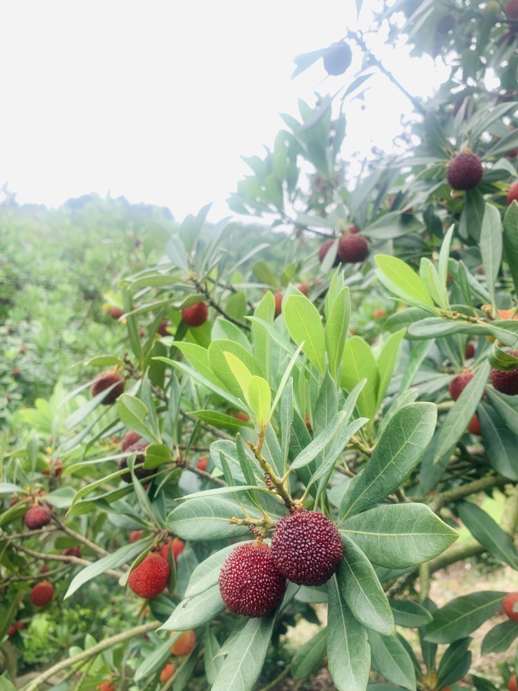 成熟期比往年提早10天 洞庭西山杨梅上市