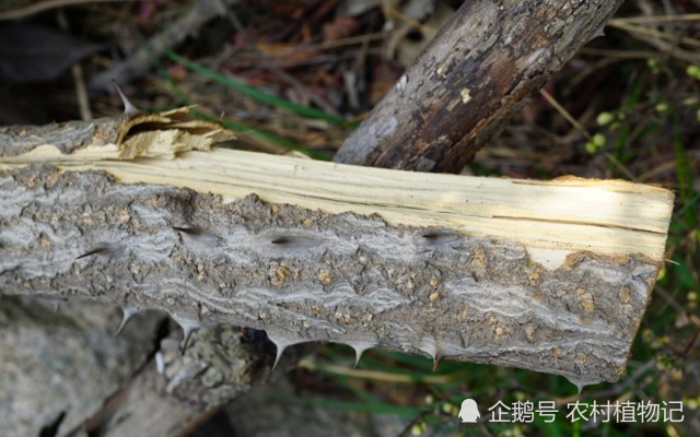 它是如此的珍贵 却因浑身长满倒刺 常被嫌弃 请珍惜重视 腾讯新闻