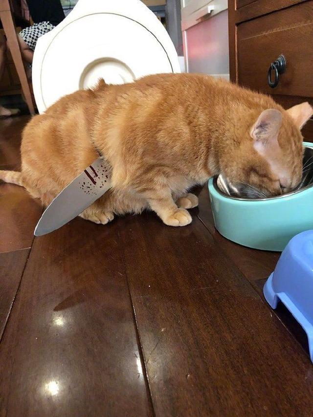 橘猫身上插了根棍子却跟没事人一样扒开伤口发现上当了