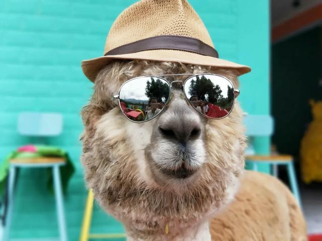 这间山景民宿的风头,差点被封面这只墨镜羊驼给抢了.