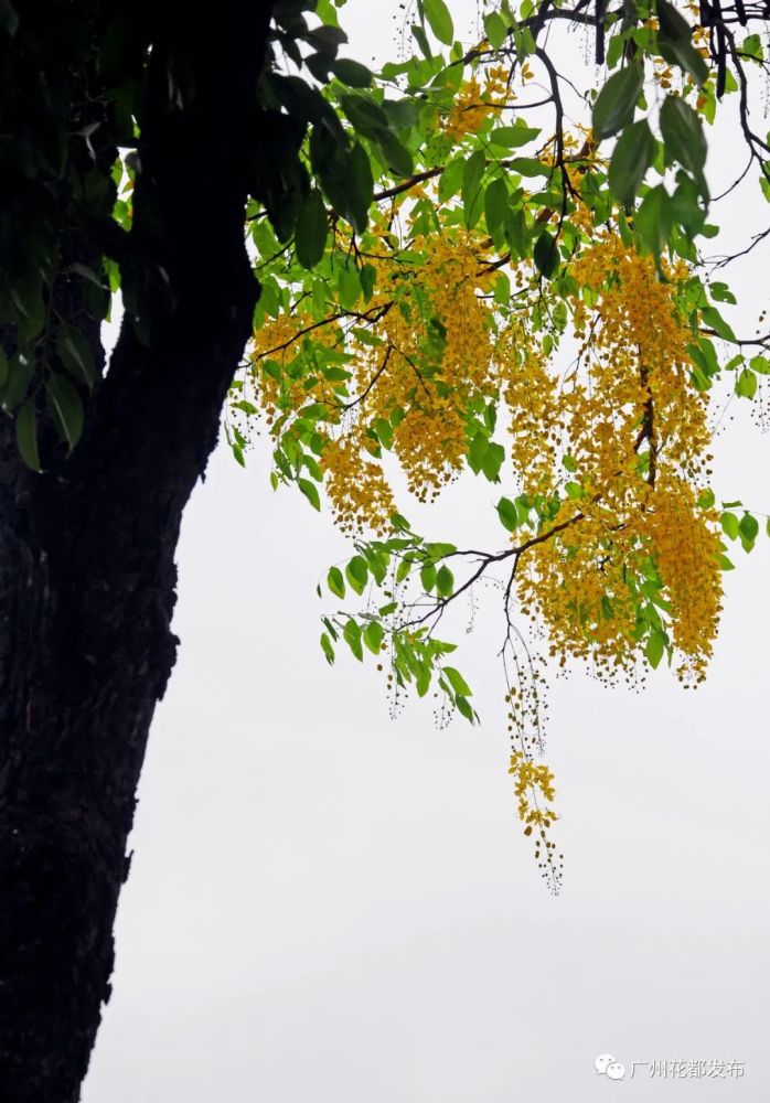 【美景】初夏的花都,多彩的浪漫