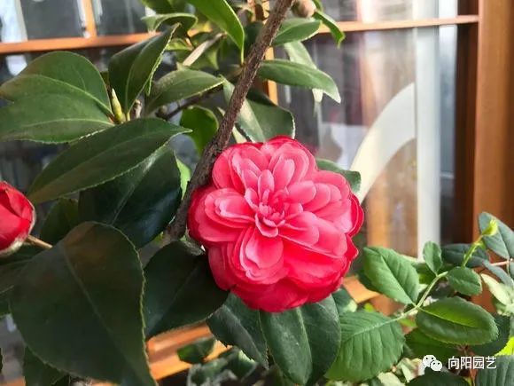 茶花养不活 山上找这2样 宝贝 掺在花土里 开花多长的旺 腾讯新闻