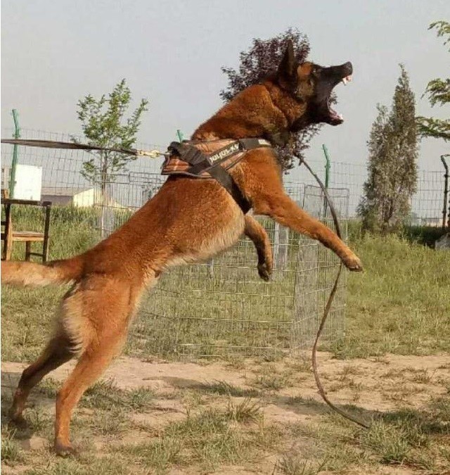 德牧和马犬,谁是现代型警犬界的"一哥"?